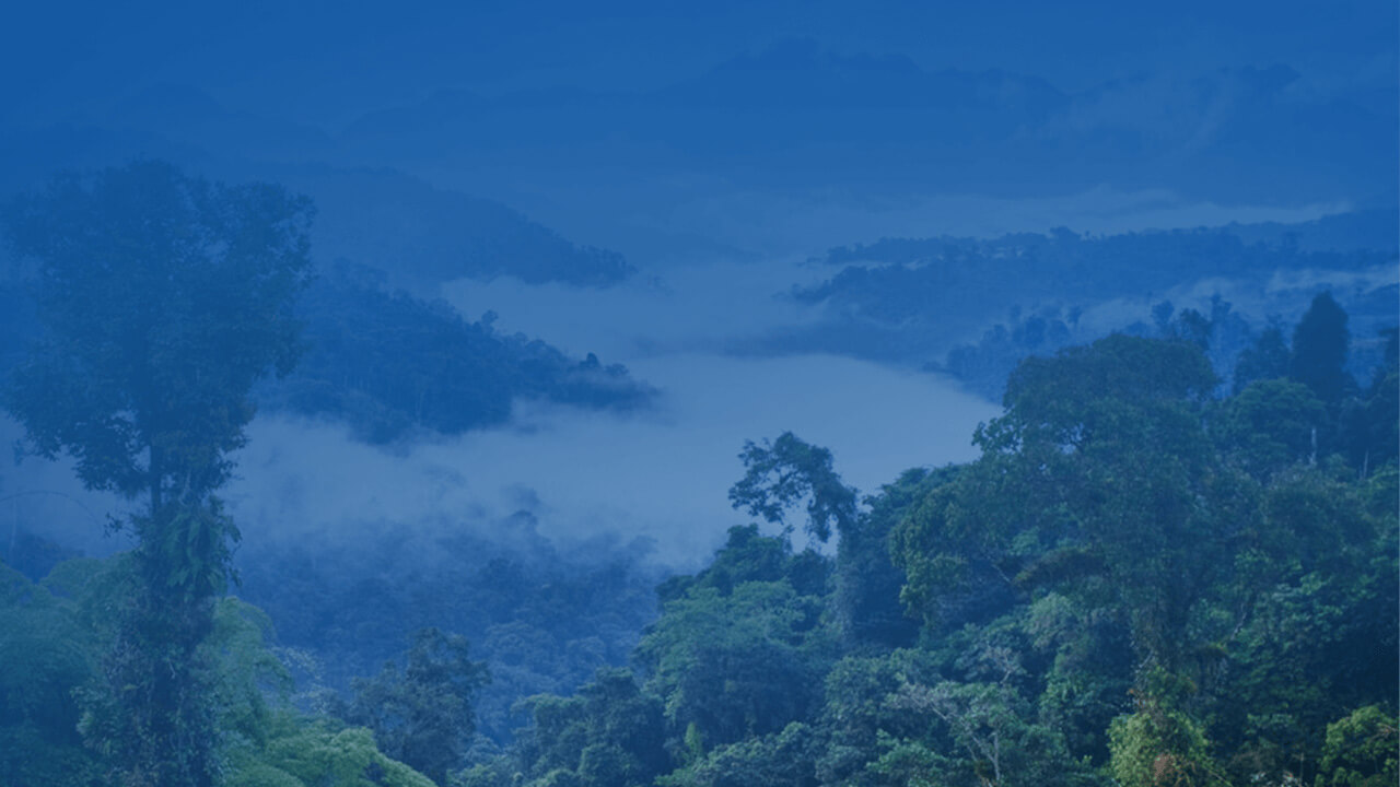 View of the Rain Forest View of the Rain Forest